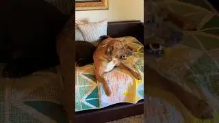 Catahoula Bone Addict