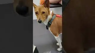 Пациенты ветклиники Эпиона в июле