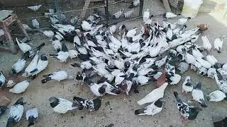 Rampuri kabutar for sale .