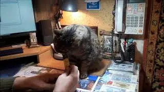 Муська и колбаса