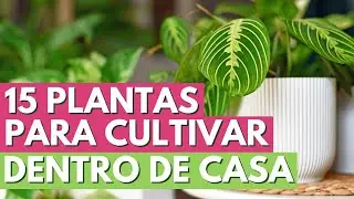 PLANTAS DENTRO DE CASA! 15 ESPÉCIES PARA AMBIENTES INTERNOS COM MEIA SOMBRA! CANAL MEU QUINTAL