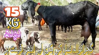 Goat of Gujranwala breed at half price Animal market KOT ADU 🐏 || 2023