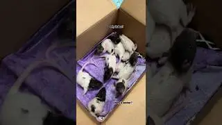 The Babies Are Confused