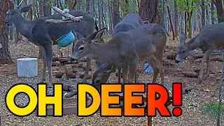So. Many. Deer. • Relaxing Forest Sounds