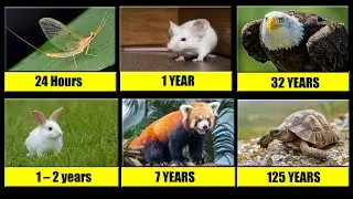 The Shortest and Longest living animals / Lifespans of Animals / Rony Pinto