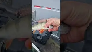 #helsinkifinland #kalastus #fishing #finland
