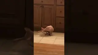 Smeagol chases his tail