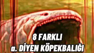8 FARKLI a. Diyen Köpekbalığı !!