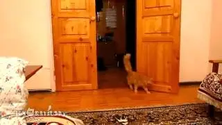Кот Марио)