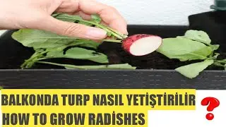 Balkonda Turp Nasıl Yetiştirilir How to grow radishes