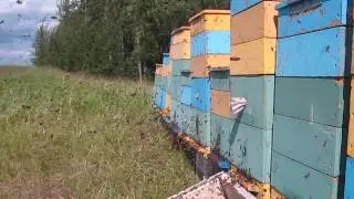 Второй приезд на пасеку 2017/Beekeeping in Russia