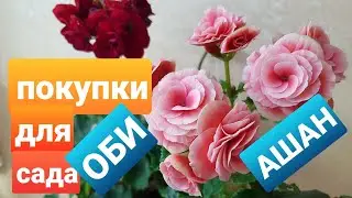 Обзор покупок для сада из ОБИ и Ашана/Семена цветов на сезон 2021/Бегония и пеларгония