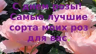 День розы. Все сорта моих роз для вас!