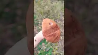11 октября гриб