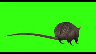 RAT GRAY #8 || GREEN SCREEN  || ANIMATION  || FREE 3D