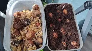 как прорастить грецкий орех