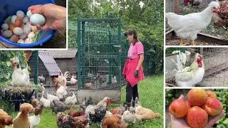 I rescue chickens from a chicken coop. Helpers in the garden weeding.