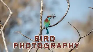 Bird Photography - Burung Kirik Kirik ,Canon 5D Mark IV.
