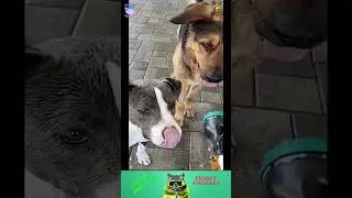 приколы с животными , смешные моменты , коты и собаки  , смех до слез #cat #dogs #animals