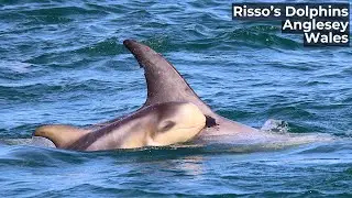 Sunrises and Splashes: A Day of Dolphin Watching in Anglesey