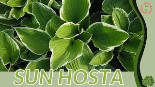SUN HOSTA Information and Growing Tips! (Hosta lancifolia)