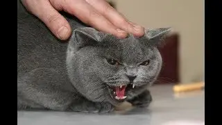 Месть зверей (Revenge of the fallen)
