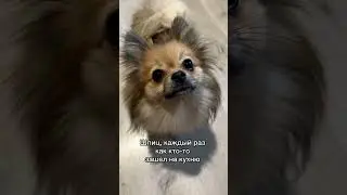 Актриса 😂 #tiktok #reaction #собака #pomeranian #smile #pets