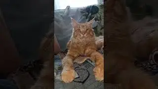 Мужчина и слабая женщина.#юмор#смешные котики #кот