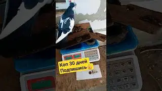 Что найду в поле за месяц?