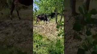 Коровка🐮 #коровка#крс#молоко#ветеринар #зоотехник#zoo#cow