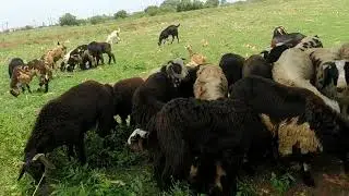 Bakrid Sacrifice Sheep purchase @Amaravathi (Andhra Pradesh)