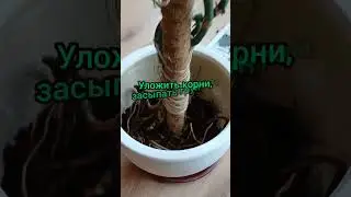 ПЕРЕСАДКА МОНСТЕРЫ С ЗАМЕНОЙ ОПОРЫ 23.02.24 