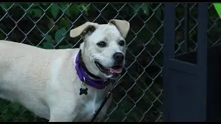 Medfield Animal Shelter Adoptable Animals (10-02-2019)