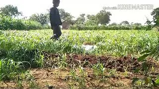 જુવો તૌ ખરા ભૂરો ગાયબ થઈ ગયો ???