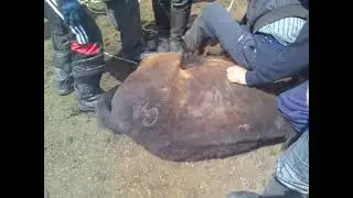 Шоол. Челдээшкин. Эмдик богба.