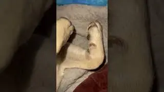 # Мопс Хума засыпает и подняла лапки! Очень мило #мопс #приколы #собака #pets
