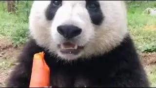 Panda is Eating Carrot So Cute