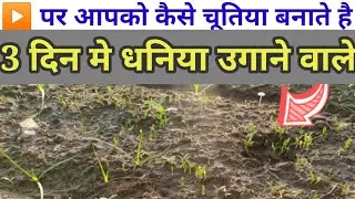 धनिया कितने दिन मे अंकुरित हुआ । How To Grow Coriander । 3 din mai dhaniya kaise ugaye ।
