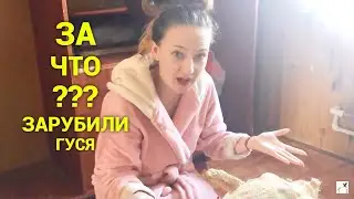18+ гусь упал на лапы! Пришлось рубить! Что внутри?