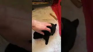 щенки шипперке #схипперке #шипперке #щенки #щенок