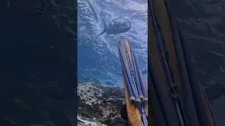 Disparo Épico Con Arpón de PescaSub ⚡️