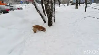 И прогулялись ⛄ И кофейку попили ☕ влог