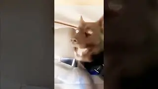 Funny cat #catstagram #funny #cat #funnypets #catlover #funnyanimals #funnycute #animal #catlaughs