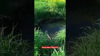 Дикий жор у Сазана #shorts #fishing #рыбалка #shortvideo #сазан #карп
