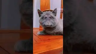 Cuma bisa ngakak🤣💯💥