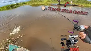 Goki1‼️ MENEGANGKAN F1GHT DENGAN IKAN TOP PREDATOR AIR TAWAR | Casting Toman