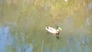 Красивая дикая утка