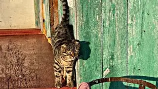 Cute kitty 🐱 Deaf cat Alice