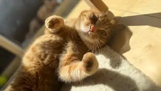 cat that responds appropriately while basking in the sun