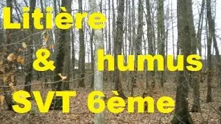 Origine et transformation de la matière - SVT 6ème - litière et humus